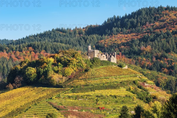 The ruins of Staufen Castle on a hill with vineyards in autumn, behind the mountains of the Black
