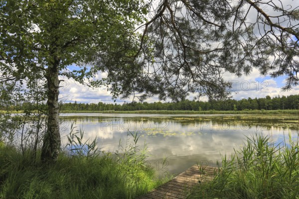 Large Riedsee with trees and clouds that are reflected in the water. Green surroundings and