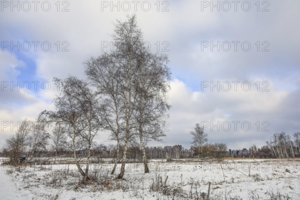 Snowy landscape with birch trees (Betula) under a cloudy sky, peaceful atmosphere,