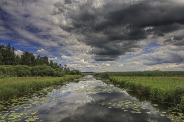 A river with water lilies and grasses, above a dramatic sky with dark clouds, Federsee lake Canal,