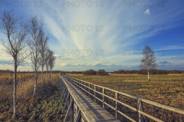 Wooden footbridge leads through wide meadows with birch trees (Betula), bright sky and clouds,