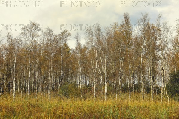 A tranquil autumn landscape with birch trees (Betula) and a cloudy sky, Federseeried nature