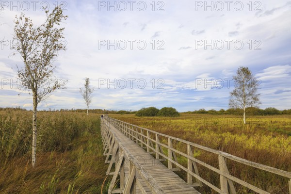 A wooden footbridge leads through a wide moor landscape with birch trees (Betula) and a cloudy sky