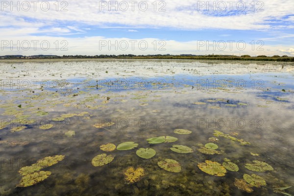 A calm lake with water lilies and cloudy sky, reflected on the water surface, Federsee lake,