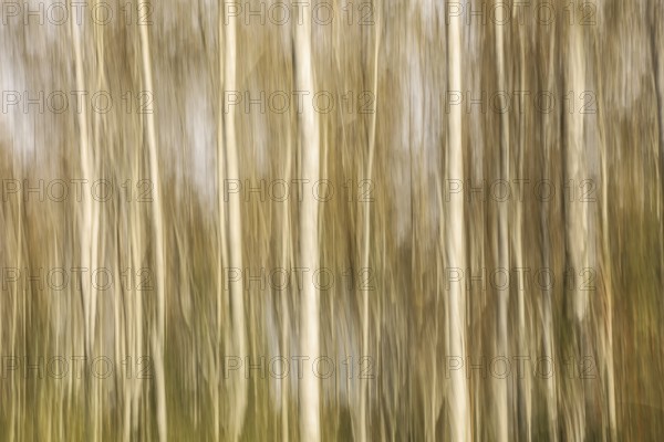 Blurred vertical lines are reminiscent of birch trees (Betula) in an autumnal forest,