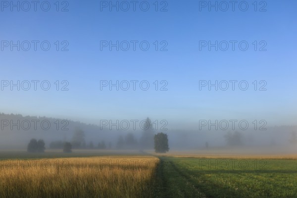 Misty landscape with meadows and trees under a clear blue sky. Peaceful atmosphere in the morning,