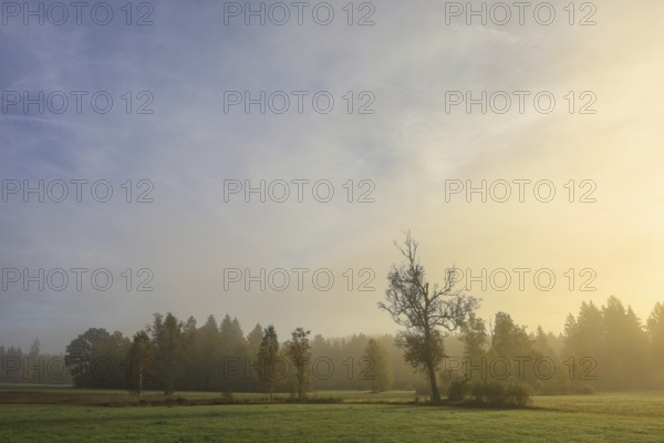 Foggy landscape in the morning with trees and meadows under soft light, Upper Danube nature park