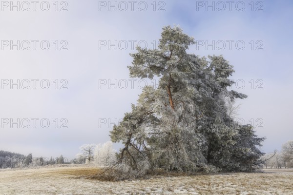 Snow-covered pine tree (Pinus) in a frosty winter landscape under a blue sky, Irndorfer Hardt