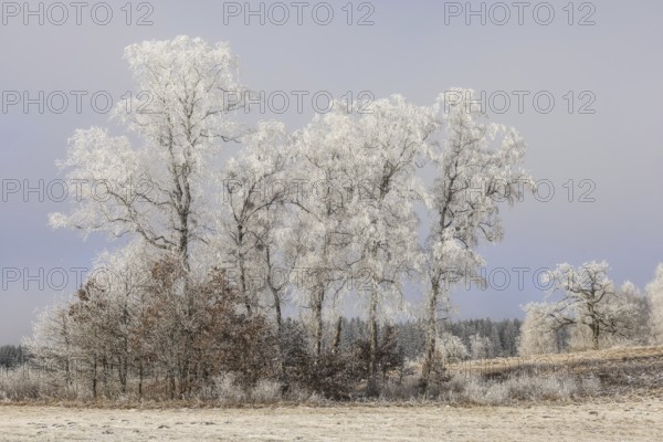 Landscape with hoarfrost under a grey fog sky, Upper Danube nature park Park, Irndorfer Hardt