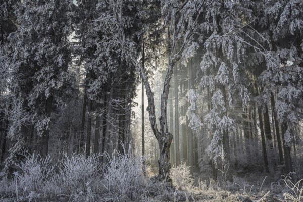 A snowy forest in winter with sunlight shining through the trees creates a frosty atmosphere, Upper