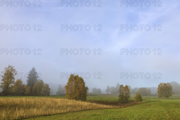 Foggy landscape with trees and meadow under clear sky, looks peaceful and quiet, Upper Danube
