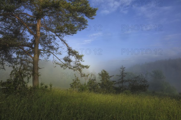 A peaceful morning with a tree in a foggy meadow under a blue sky, Upper Danube nature park Park,