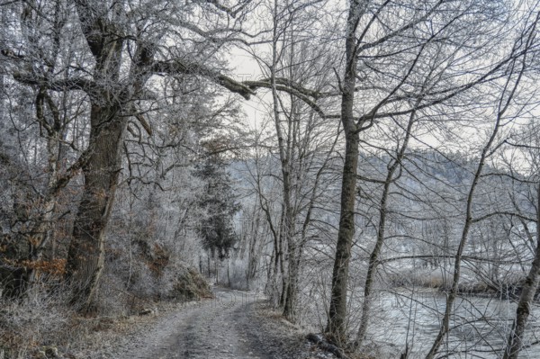 Snowy forest trail along the Danube with bare trees and wintry atmosphere, Stiegelesfelsen nature
