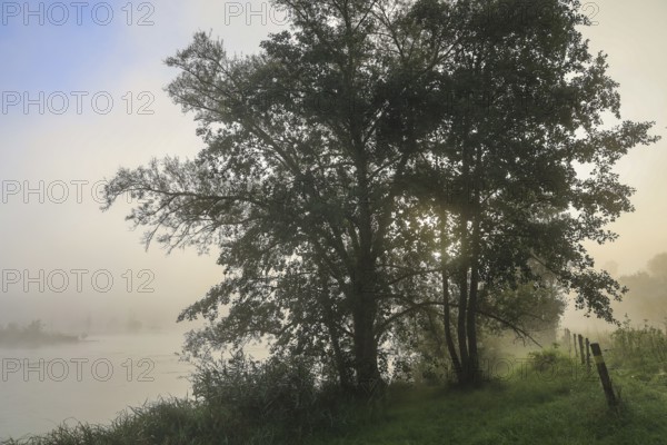 A tree stands on the foggy riverbank at dawn, creating a peaceful and quiet atmosphere,