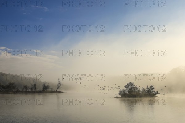 Foggy lake at dawn with flying birds and quiet atmosphere, Schwackenreuter Baggerseen-Rübelisbach