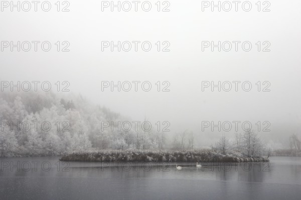 Winter lake with a small overgrown island and two swans in fog, Schwackenreuter