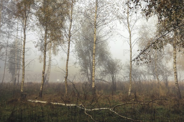 A misty forest scene with birch trees (Betula) and autumn grasses conveys a melancholy atmosphere,
