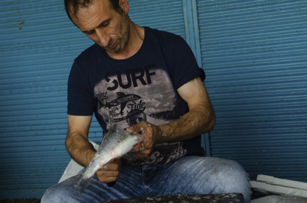Trabzon, Turkey. 8th September 2014 A Turkish fisherman cleaning fish in the fish market of the
