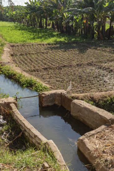 Agricultural Irrigation channels and canals bringing water from the River Nile to feed plants and