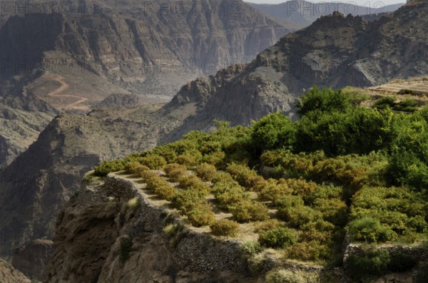 The green mountains called Jebel Akhdar of the Hajar mountain range, the harsh interior of Oman,