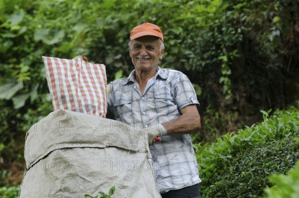 Rize, Turkey, September 5th 2014 Ali a Turkish tea farmer working in the plantations of the Black