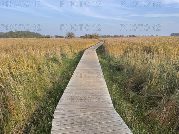 Footbridge through the reeds in the swamp area of the Western Pomerania Lagoon Area National Park,