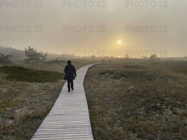 Walking at sunset, fog. Landscape with hiking trails through the Western Pomerania Lagoon Area