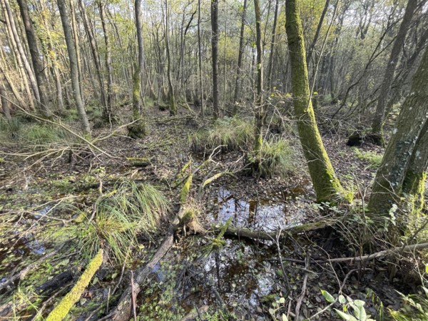 Swamp, forest in the national park, Western Pomerania Lagoon Area National Park, Darss-Zingster