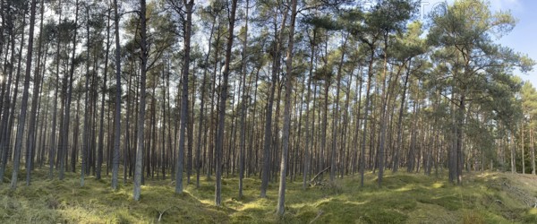 Pine forest, Vorpommersche Boddenlandschaft National Park, Darss-Zingster Boddenkette, Baltic Sea,