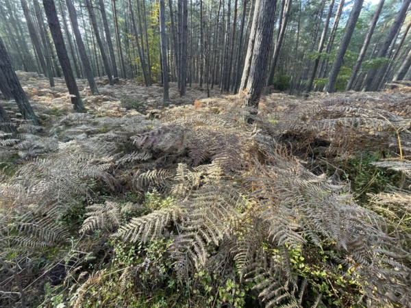 Forest, woodland fern (Athyrium filix-femina), ferns cover the ground, Western Pomerania Lagoon