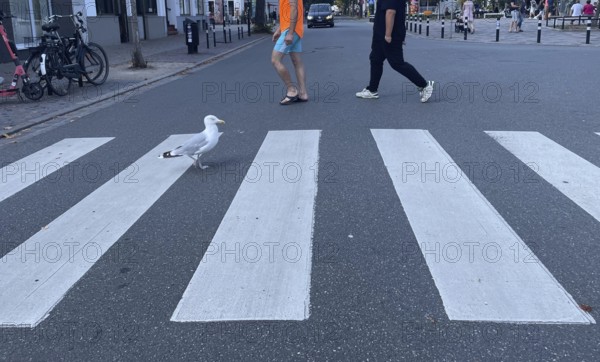 Herring gull (Larus argentatus), gull walking across the zebra crossing, funny, Warnemünde,