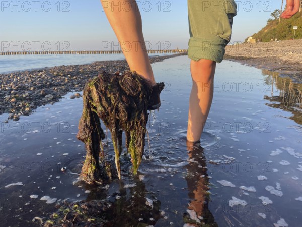 Baltic Sea, seaweed on the beach, environment, algae plague, over-fertilization, Nienhagen, Rostock