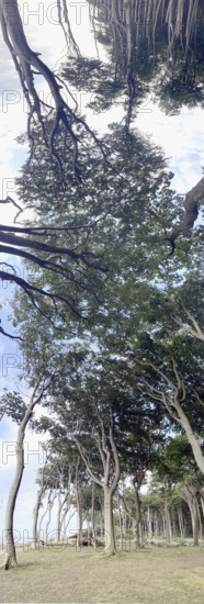 Ghost Forest, Cliff near Nienhagen, Panorama, Rostock District, Mecklenburg-Western Pomerania,