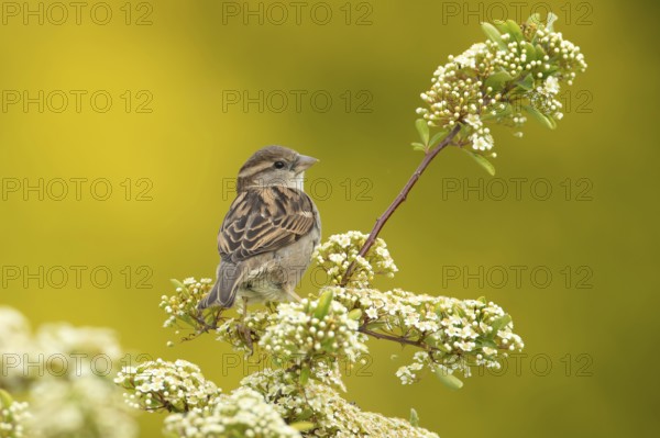 House sparrow (Passer domesticus) adult female garden bird on a shrub with white blossom flowers in