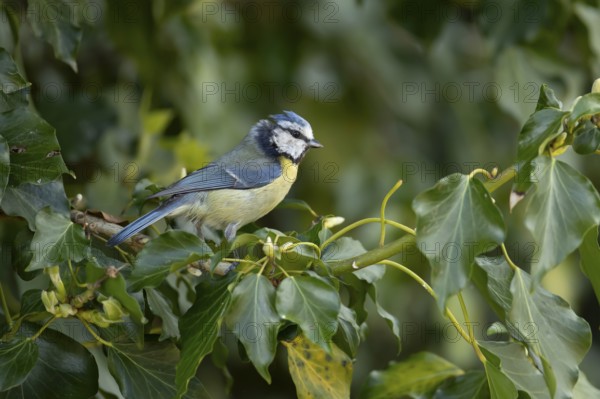 Blue tit (Cyanistes caeruleus) adult garden bird on an Ivy tree branch, England, United Kingdom
