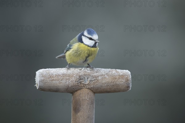 Blue tit (Cyanistes caeruleus) adult garden bird on a frost covered fork handle in winter, England,