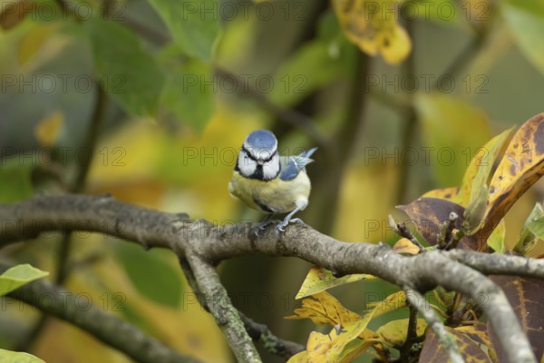 Blue tit (Cyanistes caeruleus) adult garden bird on a Magnolia tree branch with autumn colour