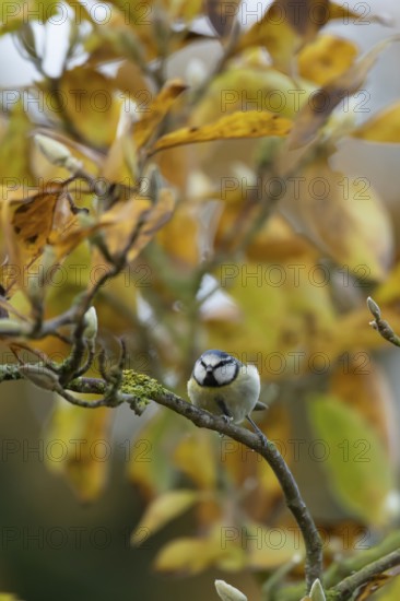 Blue tit (Cyanistes caeruleus) adult garden bird on a Magnolia tree branch with autumn colour