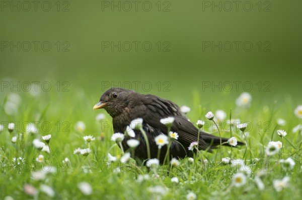 European blackbird (Turdus merula) adult female garden bird on a grass lawn with daisy flowers in