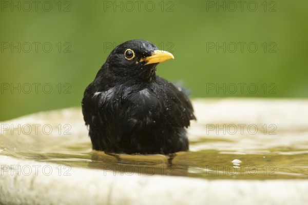 European blackbird (Turdus merula) adult male garden bird washing in a bird bath in summer,