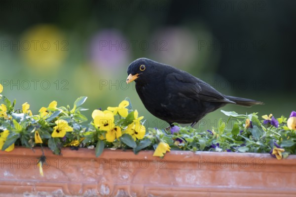 European blackbird (Turdus merula) adult male garden bird on a plant pot with pansy and viola