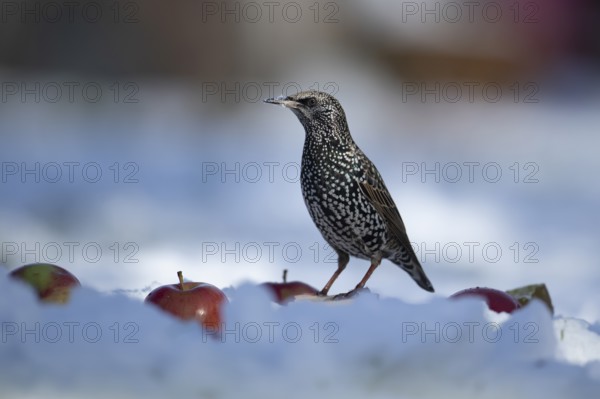 European starling (Sturnus vulgaris) adult garden bird amongst apples fruit on a snow covered lawn