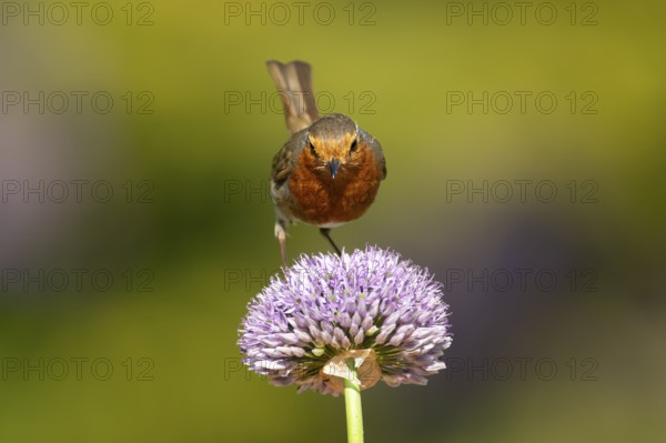 European robin (Erithacus rubecula) adult garden bird on an Allium flower in summer, England,