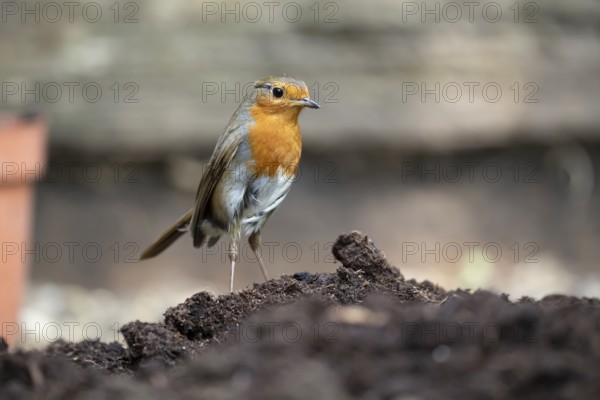 European robin (Erithacus rubecula) adult garden bird on a pile of soil in summer, England, United
