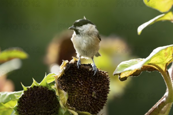Marsh tit (Poecile palustris) adult garden bird on a sunflower plant seedhead in summer, England,