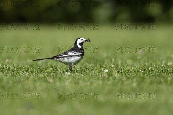 Pied wagtail (Motacilla alba) adult bird on a garden grass lawn with insects in its beak for food