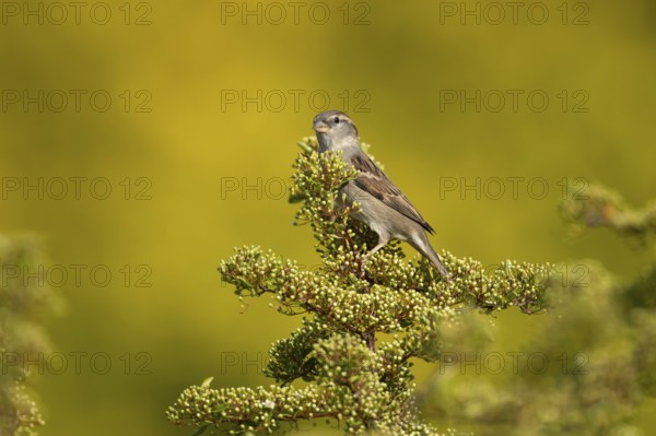 House sparrow (Passer domesticus) adult female garden bird on a shrub in summer, England, United