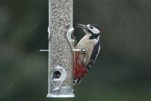 Great spotted woodpecker (Dendrocopos major) adult garden bird feeding on sunflower seed hearts