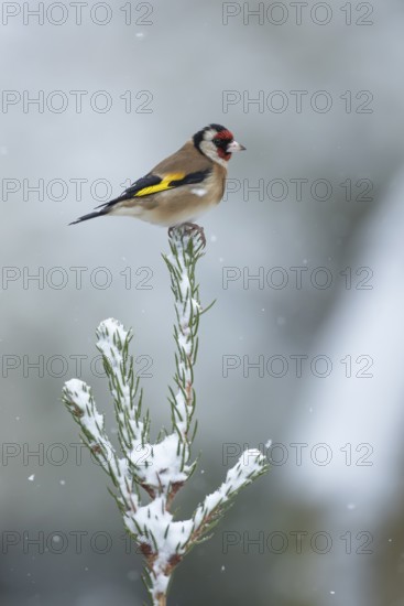 European goldfinch (Carduelis carduelis) adult garden bird on a snow covered Christmas spruce tree