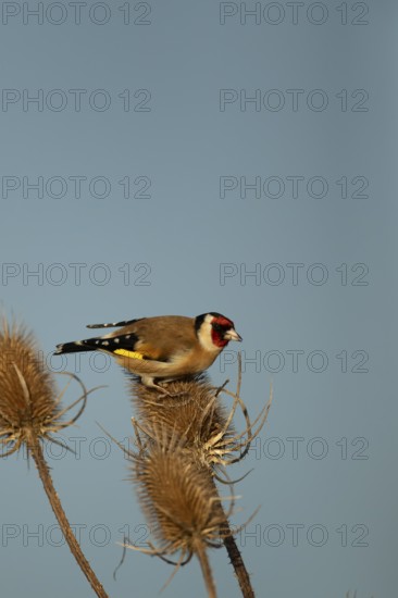 European goldfinch (Carduelis carduelis) adult garden bird on a Teasel plant seedhead in winter,